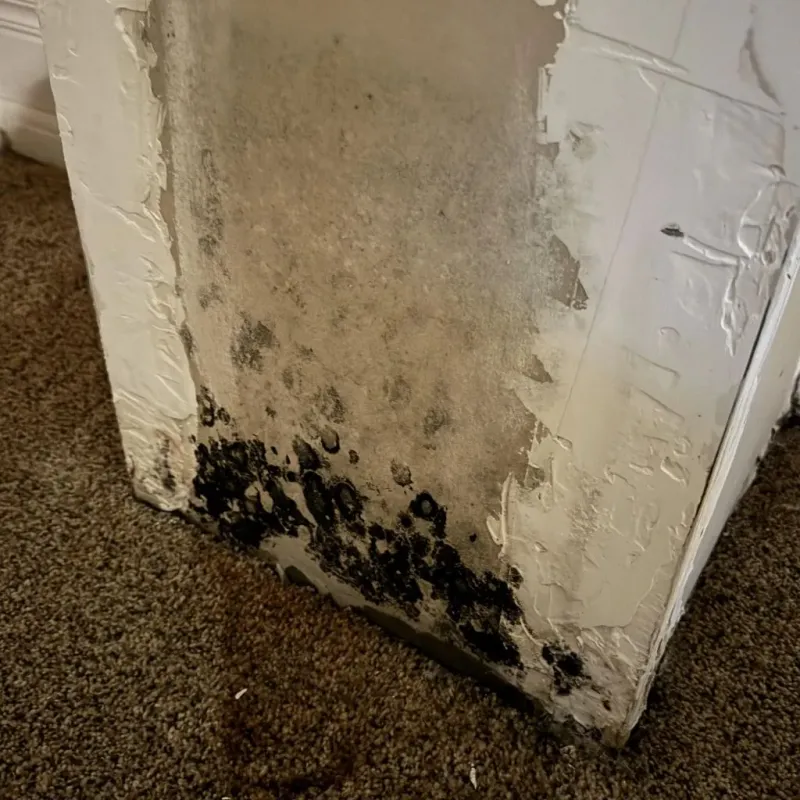 Professional Mold Removal in Five Points, FL